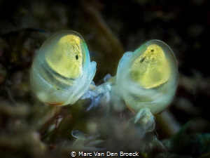 yellow eyes by Marc Van Den Broeck 